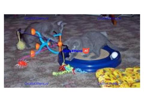 Gratis Russisch-blauwe kittens ter adoptie. Alleen voor geïnteresseerde dierenliefhebbers.