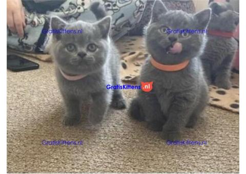 Gratis Britse korthaar kittens ter adoptie. Alleen voor geïnteresseerden die van dieren houden.