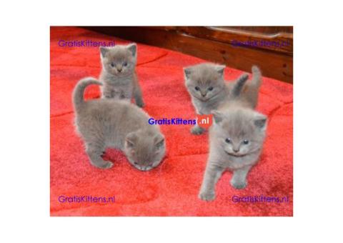 Gratis Britse korthaar kittens ter adoptie. Alleen voor geïnteresseerden die van dieren houden.
