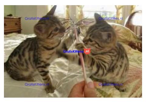 Gratis Bengaalse kittens ter adoptie. Alleen voor geïnteresseerden die van dieren houden.
