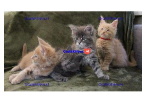 Gratis Maine Coon kittens ter adoptie. Alleen voor geïnteresseerden die van dieren houden.