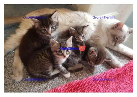 Ragdoll kittens
