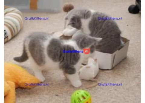 Gratis Britse korthaar kittens ter adoptie. Alleen voor geïnteresseerden die van dieren houden.