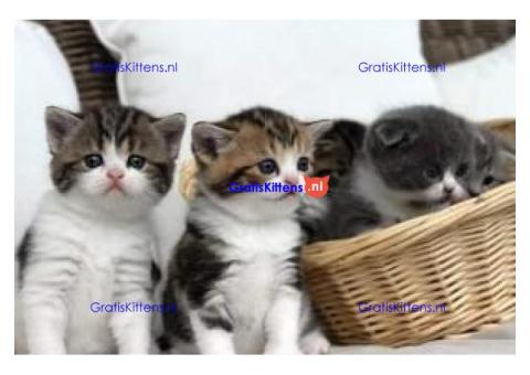 Gratis Schotse kittens ter adoptie. Alleen voor geïnteresseerden die van dieren houden.