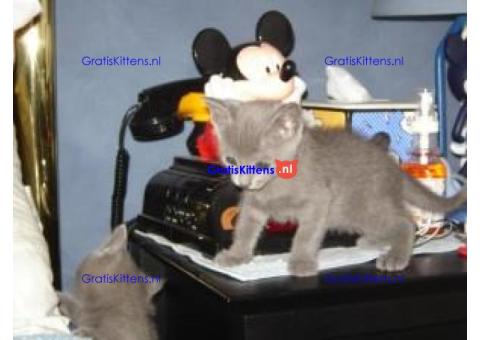 Gratis Russisch-blauwe kittens ter adoptie. Alleen voor geïnteresseerde dierenliefhebbers.