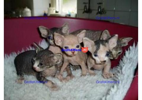Gratis Sphynx kittens ter adoptie. Alleen voor geïnteresseerden die van dieren houden.