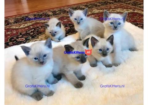 Siamese kittens