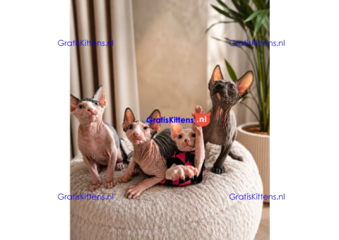 Sphynx Kittens