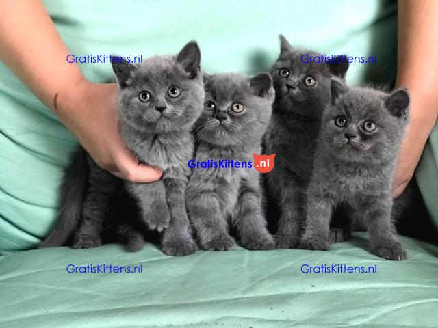 Gratis Britse korthaar kittens ter adoptie. Alleen voor geïnteresseerden die van dieren houden.