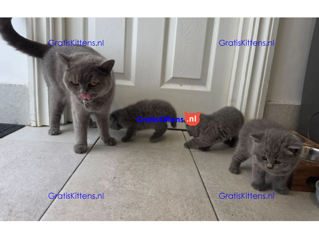 Gratis Britse korthaar kittens ter adoptie. Alleen voor geïnteresseerden die van dieren houden.