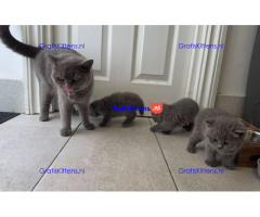 Gratis Britse korthaar kittens ter adoptie. Alleen voor geïnteresseerden die van dieren houden.