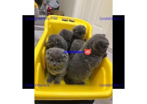 Gratis Schotse kittens ter adoptie. Alleen voor geïnteresseerden die van dieren houden.
