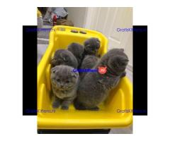Gratis Schotse kittens ter adoptie. Alleen voor geïnteresseerden die van dieren houden.
