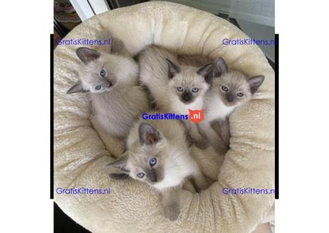Siamese kittens
