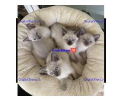 Siamese kittens