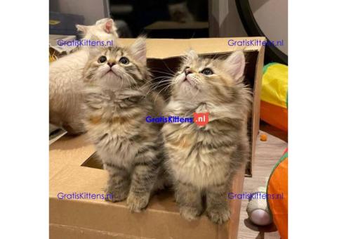 Siberische kittens