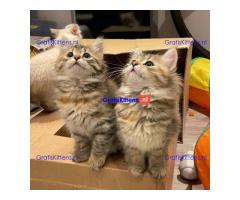Siberische kittens