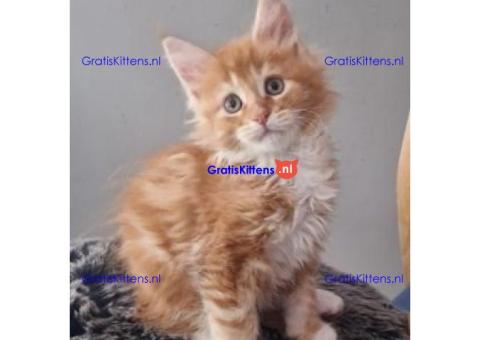 Maine Coon kittens