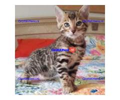 Bengaal kittens