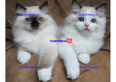 Ragdoll kittens