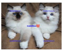 Ragdoll kittens