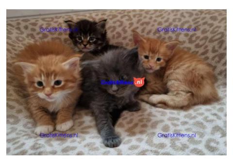 Gratis Maine Coon  kittens ter adoptie. Alleen voor geïnteresseerden die van dieren houden.