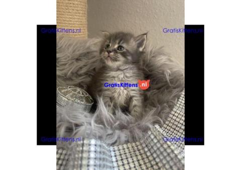 Gratis Maine Coon  kittens ter adoptie. Alleen voor geïnteresseerden die van dieren houden.