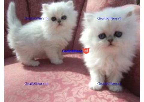 Perzische kittens ter adoptie. Alleen voor geïnteresseerde dierenliefhebbers.