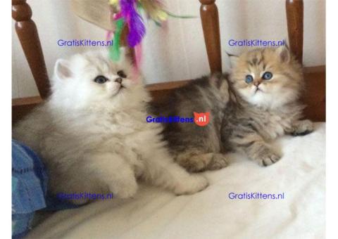 Perzische kittens ter adoptie. Alleen voor geïnteresseerde dierenliefhebbers.