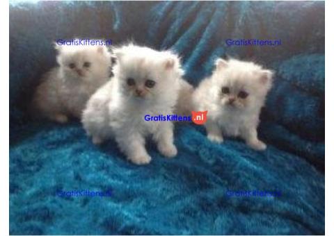 Perzische kittens ter adoptie. Alleen voor geïnteresseerde dierenliefhebbers.