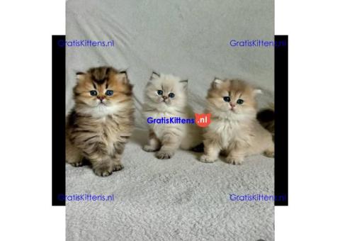 Perzische kittens ter adoptie. Alleen voor geïnteresseerde dierenliefhebbers.