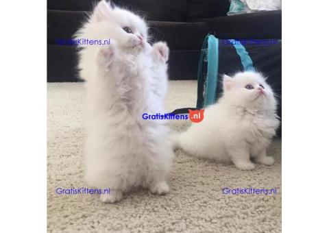 Perzische kittens ter adoptie. Alleen voor geïnteresseerde dierenliefhebbers.