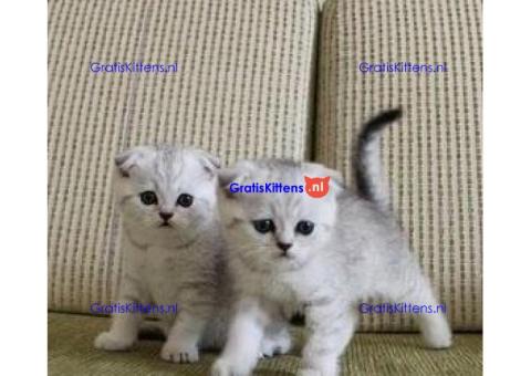 Raszuivere Munchkin kittens ter adoptie