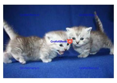 Raszuivere Munchkin kittens ter adoptie