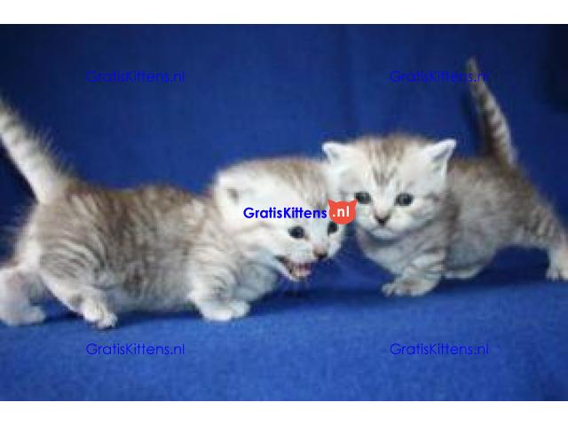Raszuivere Munchkin kittens ter adoptie