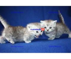 Raszuivere Munchkin kittens ter adoptie
