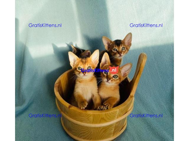 Abessijnse kittens klaar om naar een nieuw thuis te gaan