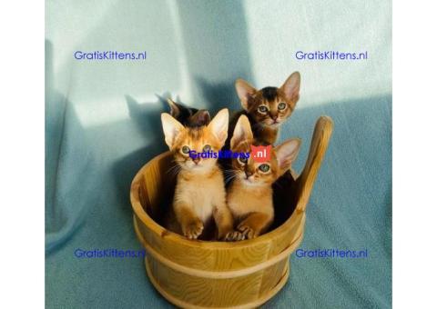 Abessijnse kittens klaar om naar een nieuw thuis te gaan