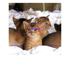 Abessijnse kittens klaar om naar een nieuw thuis te gaan