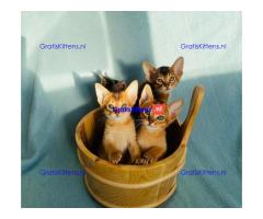 Abessijnse kittens klaar om naar een nieuw thuis te gaan