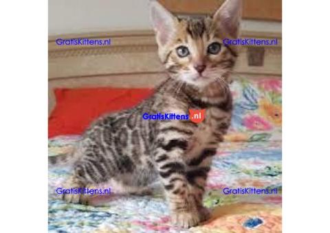 Bengaal kittens