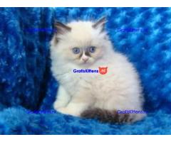 Twee prachtige Ragdoll-kittens