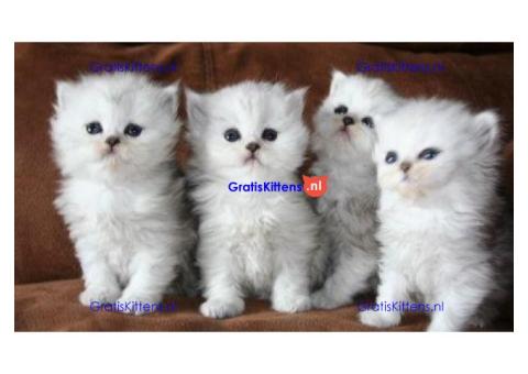 Perzische kittens ter adoptie. Alleen voor geïnteresseerde dierenliefhebbers.
