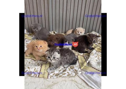 Gratis Schotse kittens ter adoptie. Alleen voor geïnteresseerden die van dieren houden.