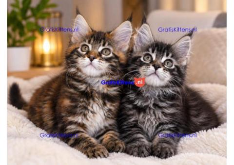 Gratis Maine Coon  kittens ter adoptie. Alleen voor geïnteresseerden die van dieren houden.