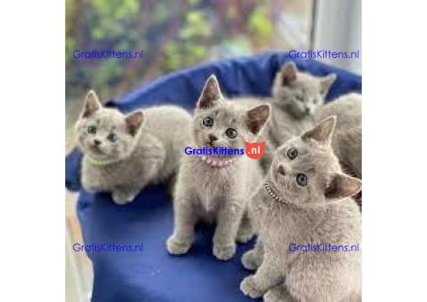 Gratis Russisch-blauwe kittens ter adoptie. Alleen voor geïnteresseerde dierenliefhebbers.