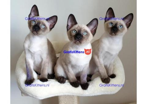 Siamese kittens