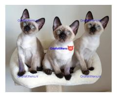 Siamese kittens