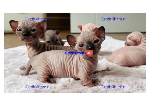 Sphynx Kittens