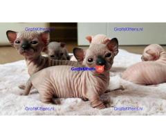 Sphynx Kittens